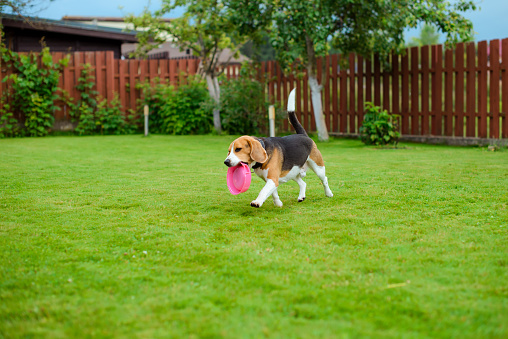 beagle playing in the back garden in summer
