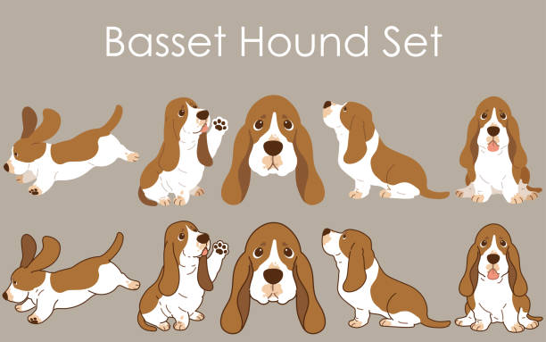 illustrazioni stock, clip art, cartoni animati e icone di tendenza di set di illustrazioni basset hound semplice e adorabile - basset hound