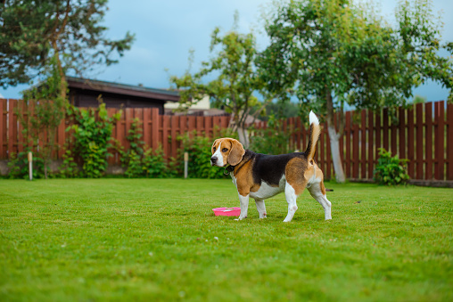 beagle plays with pink plate in the summer garden