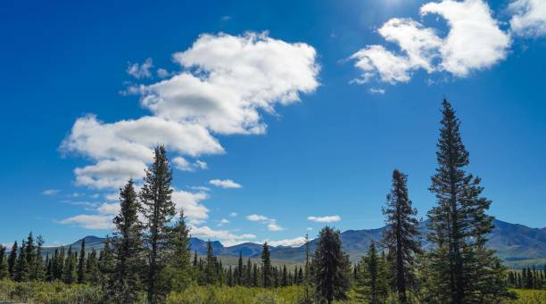 sitka spruce cover горы денали на аляске, сша - forest alaska plant sitka spruce стоковые фото и изображения