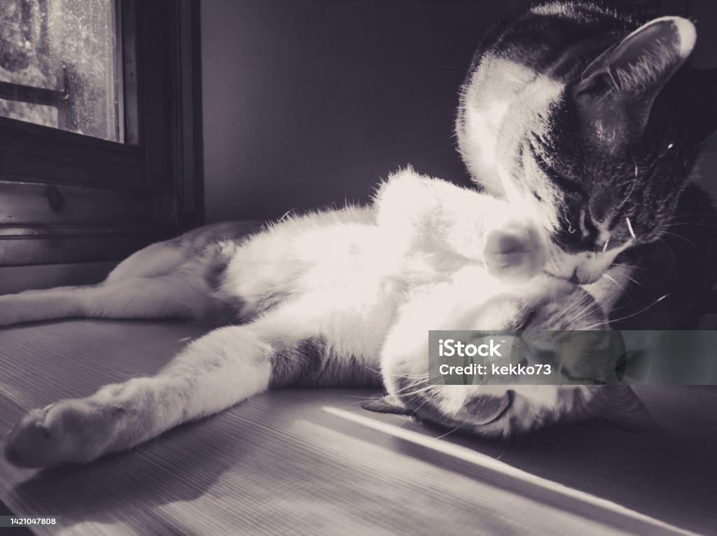 two cats playing and cuddling two cats playing and cuddling in black and white Animal Stock Photo