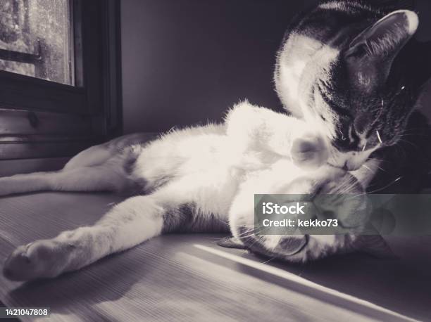 Two Cats Playing And Cuddling Stock Photo - Download Image Now - Animal, Animal Body Part, Beauty