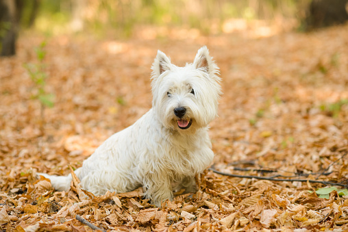 westie in the meadow strewn with leaf in summer