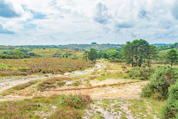 Ashdown Forest England a view along the track and heathland up to Friends Clump on an overcast summer day Ashdown Forest England a view along the track and heathland up past the trees to Friends Clump on an overcast summer day ashdown forest photos stock pictures, royalty-free photos & images