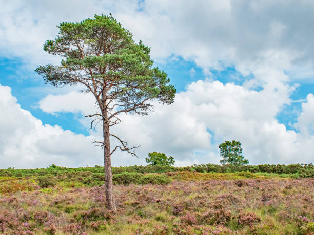 Ashdown Forest England a lone tall tree stands high among the heather on a hillside on a bright summer day Ashdown Forest England a lone tall tree stands high among the colourful heather on a bright summer day ashdown forest photos stock pictures, royalty-free photos & images