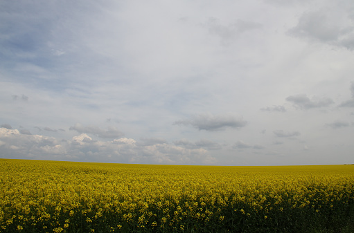 A large field with growing industrial rapeseed yellow flowers under a sky background. Rapeseed or canola crop field background