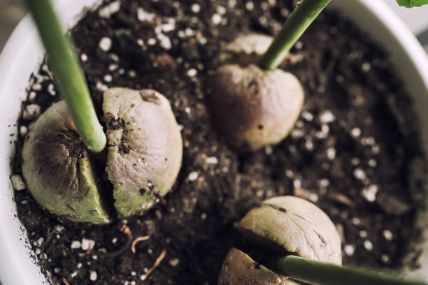 New plant growing from cracked seed from soil in flower pot New plant growing from cracked seed from soil in flower pot close up top view Avocado Tree from Seed stock pictures, royalty-free photos & images