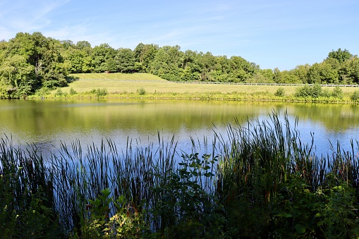 The lake in the countryside though the reed on the shore.