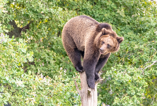 Brown bear climbing a tree