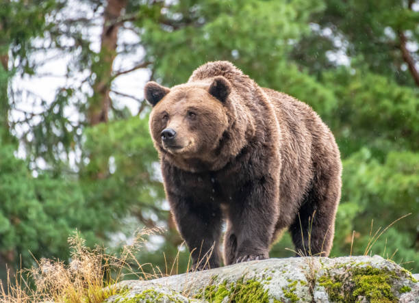 orso bruno su una roccia - orso grizzly foto e immagini stock