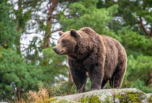 Brown bear on a rock