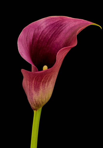 istock calla flower growing on black background, zantedeschia 1421052684
