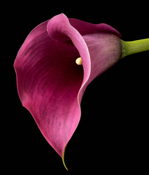 istock calla flower growing on black background, zantedeschia 1421052725