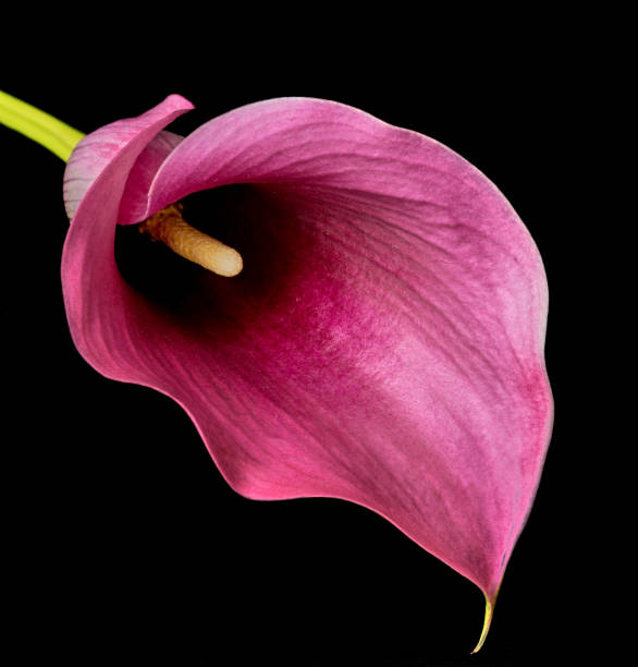 istock calla flower growing on black background, zantedeschia 1421052765