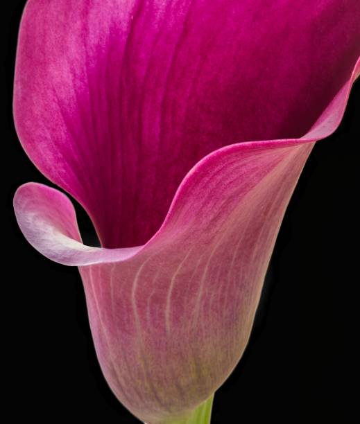 istock calla flower growing on black background, zantedeschia 1421052813