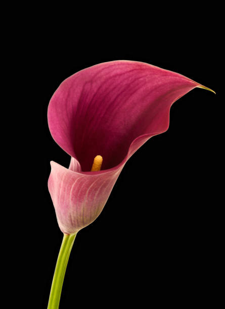 istock calla flower growing on black background, zantedeschia 1421052880