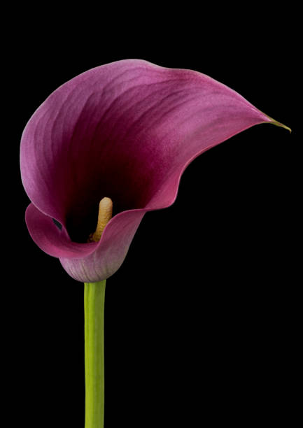 istock calla flower growing on black background, zantedeschia 1421052898