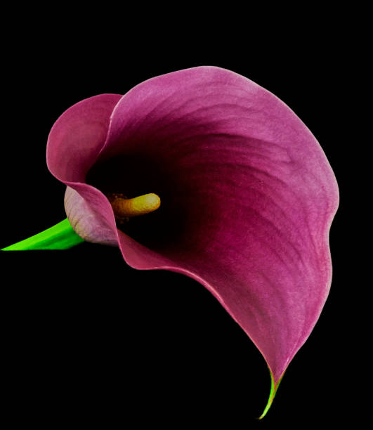 istock calla flower growing on black background, zantedeschia 1421052957