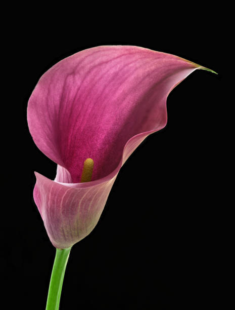 istock calla flower growing on black background, zantedeschia 1421053013