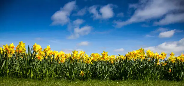 Bright yellow field of daffodils in Springtime UK