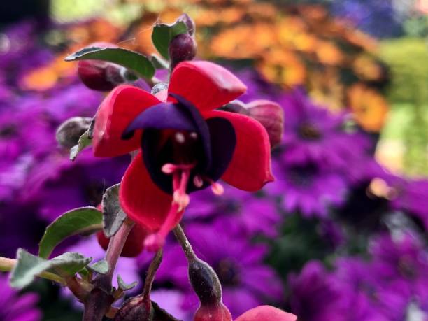 istock Pink/Purple Flower 1421053256