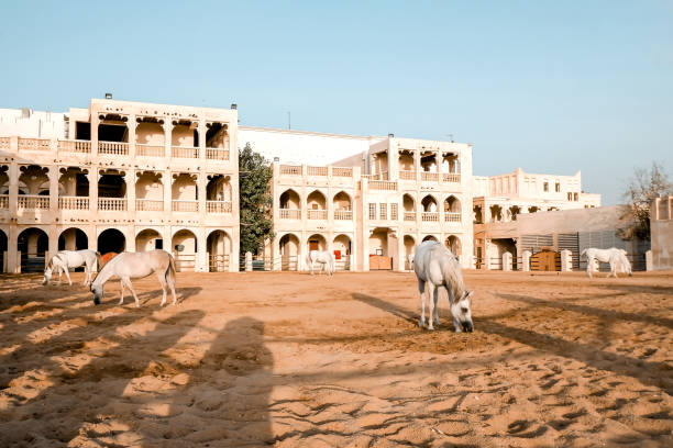 カタールのドーハの囲いの中を歩く白いアラビア馬 - arabian horse ストックフォトと画像