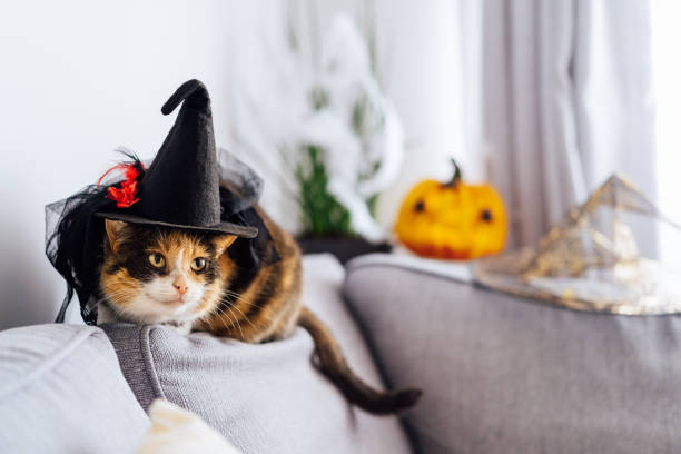 istock Multicolored cat with a suspicious look sits on a gray sofa in a witch's hat with Jack's Halloween pumpkin in the background. Autumn fall holidays home decoration. Halloween animals. Selective focus. 1421055739