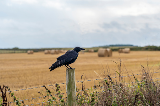 black corvid bird sat on a wooden fence post next to a field of harvested wheat