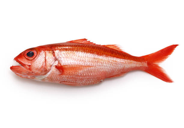 istock deep water red snapper, hachijou akamutsu 1421055894