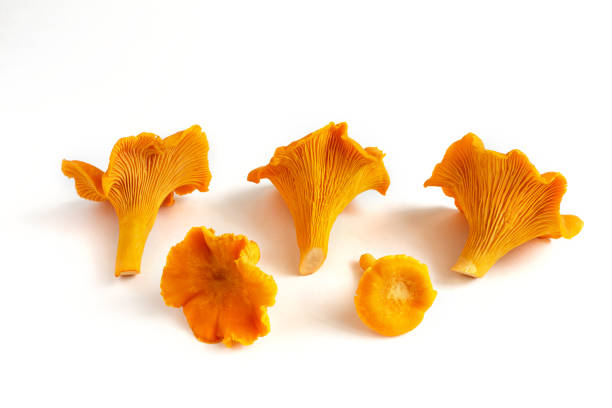 istock Raw fresh chanterelle mushrooms highlighted on a white background. 1421057679