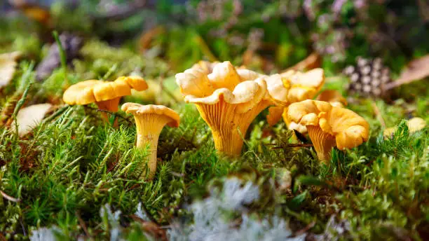 Photo of Edible mushrooms. Chanterelle mushrooms in the forest on a sunny day. Close-up. Selective focus.