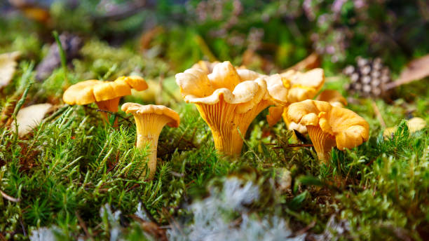 cogumelos comestíveis. chanterelle cogumelos na floresta em um dia ensolarado. close-up. foco seletivo. - chanterelle edible mushroom mushroom freshness - fotografias e filmes do acervo