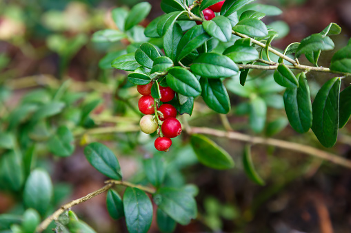 Cranberry bush with berries. Red cranberry berries. Background image. Selective focus.