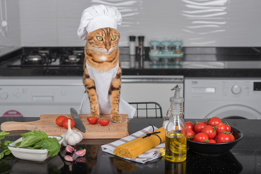 Domestic cat in an apron and a chef's hat at the kitchen table, on which there are ingredients for cooking.