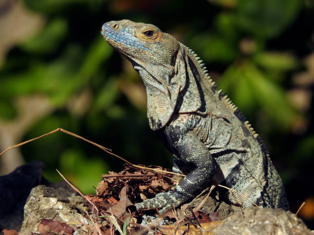 Iguana in Manuel Antonio National Park, Costa Rica stock photo