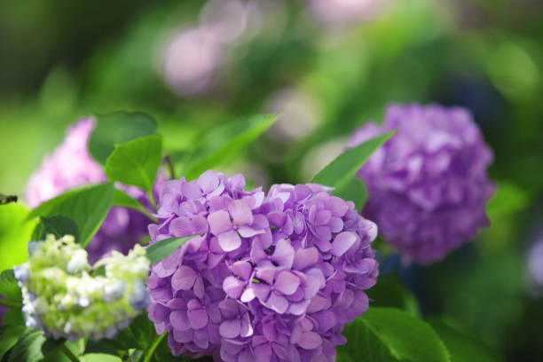 istock a bush of hydrangeas. beautiful floral background. 1421062398
