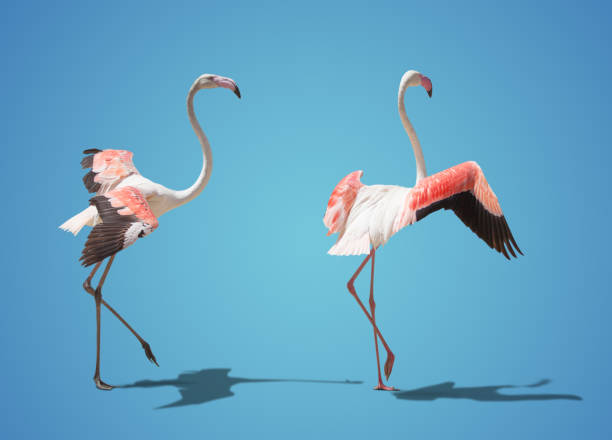 istock beautiful pink flamingo posing. on blue background 1421062460