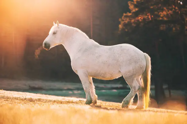 Photo of Big white wild horse grazing on pasture at misty sunrise on the mountain hills
