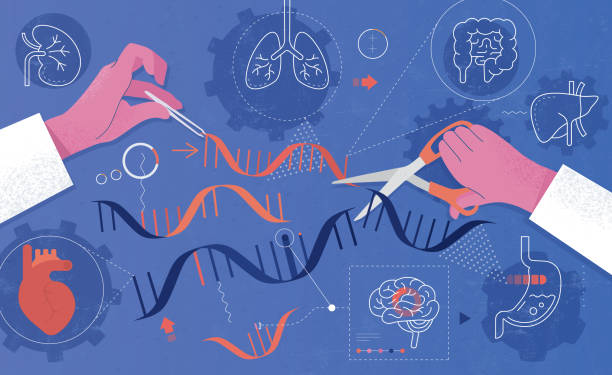Genetic Engineering Abstract vector illustration depicting concept of genetic engineering and human organs. biochemist stock illustrations