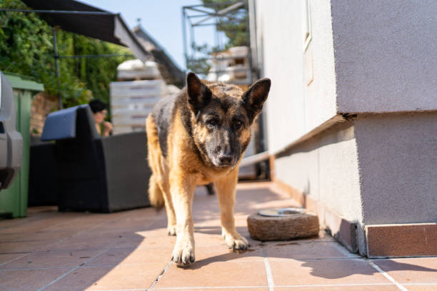 owczarek niemiecki uśmiechnięty na zewnątrz - dog retrieving german shepherd pets zdjęcia i obrazy z banku zdjęć