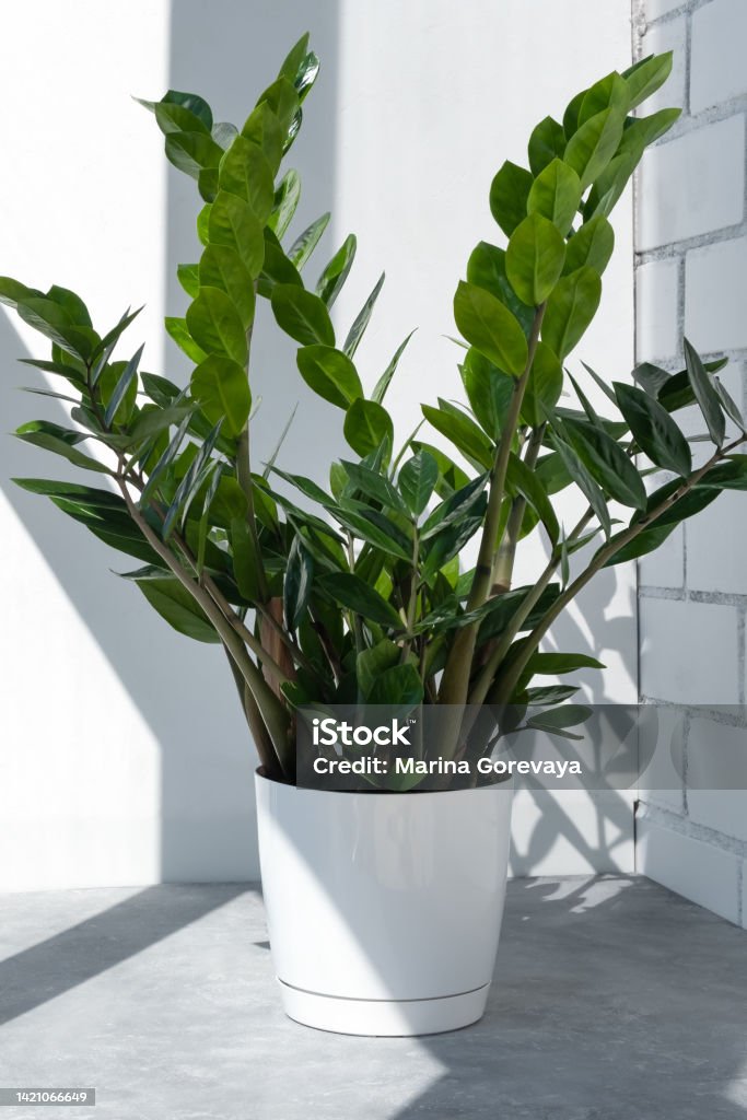 Beautiful home plant zamiokulkas in the sun against the background of a brick white wall. Home gardening concept. Home modern interior. Backgrounds Stock Photo