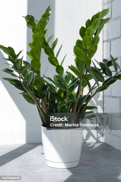 Beautiful Home Plant Zamiokulkas In The Sun Against The Background Of A Brick White Wall Home Gardening Concept Home Modern Interior Stock Photo - Download Image Now