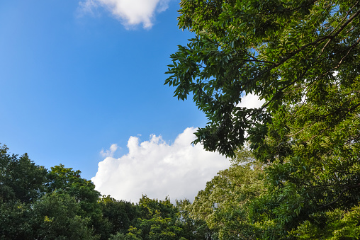 Background material of natural scenery of blue sky and trees.