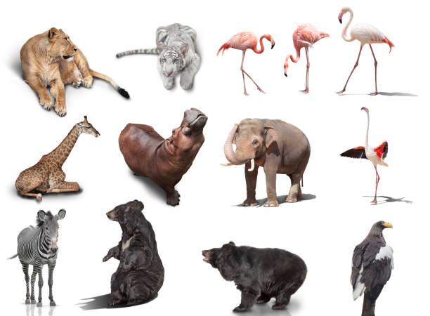 istock big set of wild animals isolated on white background 1421067812
