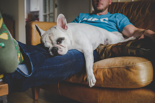 French Bulldog falling asleep on man's lap on leather sofa