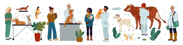 Vet doctors with animals. Cartoon veterinarians examining cute pets. Domestic livestock. Dogs and cats treatment. People take care of hare and goat. Veterinary clinic. Garish vector set Vet doctors with animals. Cartoon veterinarians examining cute pets. Domestic livestock. Funny dogs and cats treatment. People take care of hare and goat. Veterinary medical clinic. Garish vector set hospital humor cartoon stock illustrations