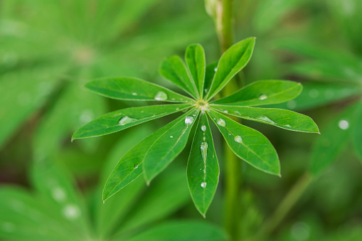 Beautiful lupine leaf with dew drops close up. Horizontal photo background in green color. Summer texture.
