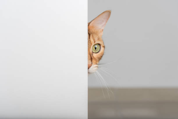 istock A red cat with green eyes peeks through the open door. 1421074047