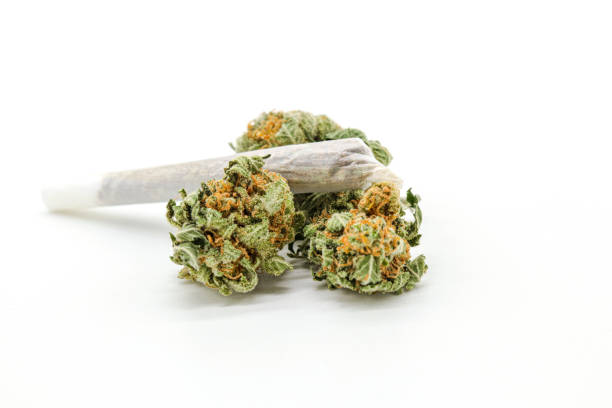 istock marijuana or weed buds in white background 1421074642