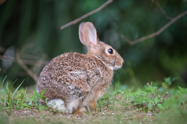 istock Grey small hare eating grass on summer field. Wild rabbit in nature 1421075287